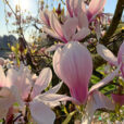 Soleil Printemps Magnolia Mioulane NewsJardinTV NPM 2808188180
