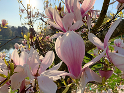Soleil Printemps Magnolia Mioulane NewsJardinTV NPM 2808188180