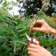 Taille Glycine Mioulane NewsJardinTV Jardimiou NPM GIP0088480
