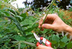 Taille Glycine Mioulane NewsJardinTV Jardimiou NPM GIP0088480