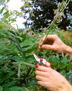 Taille Glycine Mioulane NewsJardinTV Jardimiou NPM GIP0088480