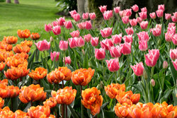 Tulipe Massif Mioulane NewsJqardinTV Jardimiou NPM 850383258