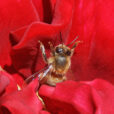 Abeille Rose Brocken Inaglory