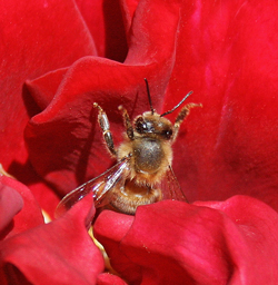 Abeille Rose Brocken Inaglory