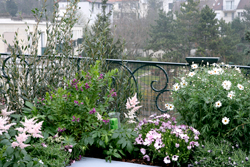 Balcon Mioulane NewsJardinTV Jardimiou NPM 850281031