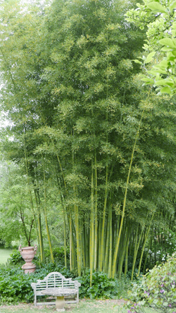Bambou Souloire Mioulane NewsJardinTV Jardimiou NPM 2307512776
