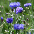 Bleuet Mioulane NewsJardinTV Jardimiou NPM 850407553