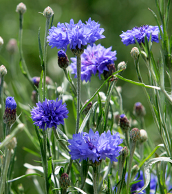 Bleuet Mioulane NewsJardinTV Jardimiou NPM 850407553