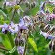Borago officinalis Mioulane NewsJardinTV Jardimiou NPM 850320209