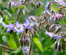 Borago officinalis Mioulane NewsJardinTV Jardimiou NPM 850320209