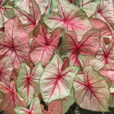 Caladium Mioulane NewsJardinTV Jardimiou NPM 85000443