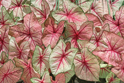 Caladium Mioulane NewsJardinTV Jardimiou NPM 85000443