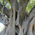 Ficus Racines Mioulane NewsJardinTV NPM 2607529502