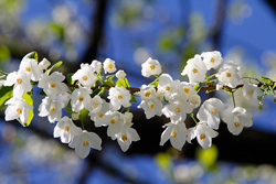Halesia Mioulane NewsJaerdinTV Jardimiou NPM 914379716