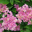 Hydrangea Mioulane NewsJardinTV jardimiou NPM 850308120