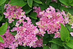 Hydrangea Mioulane NewsJardinTV jardimiou NPM 850308120