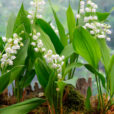 Muguet Mioulane NewsJardinTV Jardimiou NPM 90310810