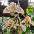 Stanhopea Mormom Pioneer Flora