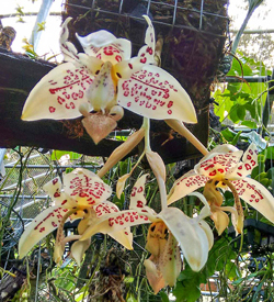 Stanhopea Mormom Pioneer Flora