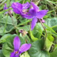 Violette Mioulane NewsJardinTV Jardimiou IMG 4730