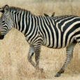 Zebre Mioulane NewsJardinTV NPM 2607526043