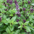 Basilic Cannelle Mioulane NewsJardinTV Jardimiou NPM 850288010