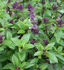 Basilic Cannelle Mioulane NewsJardinTV Jardimiou NPM 850288010