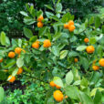 Calamondin Pluie Mioulane NewsJardinTV Jardimiou IMG 1722