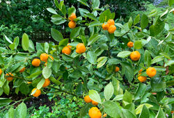 Calamondin Pluie Mioulane NewsJardinTV Jardimiou IMG 1722