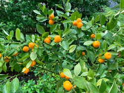 Calamondin Pluie Mioulane NewsJardinTV Jardimiou IMG 1722