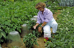 Engrais Potager Mioulane NewsJardinTV Jardimiou NPM GIP0097382