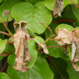 Gel Actinidia Mioulane NewsJardinTV NPM 2507522088