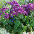 Heliotropium Mioulane NewsJardinTV Jardimiou NPM GIP0004821
