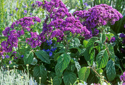 Heliotropium Mioulane NewsJardinTV Jardimiou NPM GIP0004821