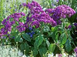 Heliotropium Mioulane NewsJardinTV Jardimiou NPM GIP0004821