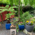 Jardin Dicksonia Pensee Mioulane NewsJardinTV Jardimiou IMG 1460