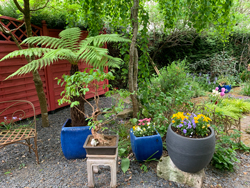 Jardin Dicksonia Pensee Mioulane NewsJardinTV Jardimiou IMG 1460