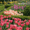 Jardin Tulipes Mioulane NewsJardinTV Jardimiou NPM 84977132