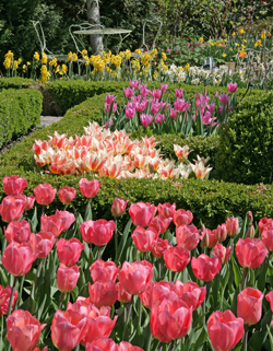 Jardin Tulipes Mioulane NewsJardinTV Jardimiou NPM 84977132