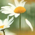 Marguerite