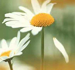 Marguerite