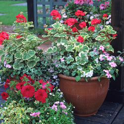 Pelargonium Potee Mioulane NewsJqardinTV Jardimiou NPM GIP0097235