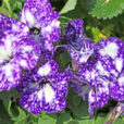Petunia Mioulane NewsJardinTV Jardimiou NPM 2307512574