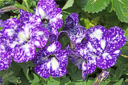 Petunia Mioulane NewsJardinTV Jardimiou NPM 2307512574