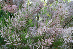 Tamarix Mioulane NewsJardinTV Jardimiou NPM 84946079