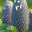 Abies Mioulane NewsJardinTV Jardimiou IMG 4414