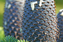 Abies Mioulane NewsJardinTV Jardimiou IMG 4414