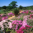 Afrique du Sud Fleurs Mioulne NewsJardixnTV Jardimiou NPM GIP0065965