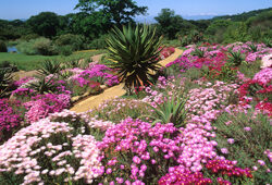 Afrique du Sud Fleurs Mioulne NewsJardixnTV Jardimiou NPM GIP0065965