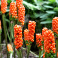 Arum italicum Mioulane NewsJqardinTV Jardimiou NPM 850277501
